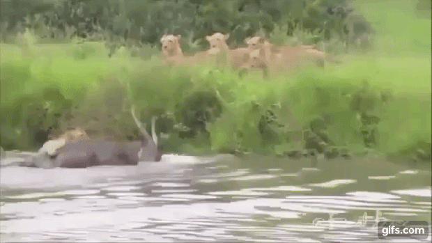 oroszlán vadászat