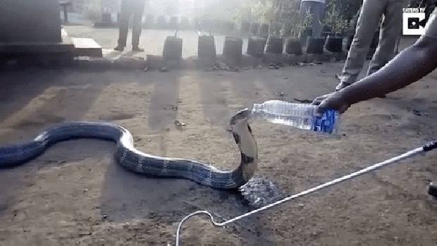 királykobra kígyó India