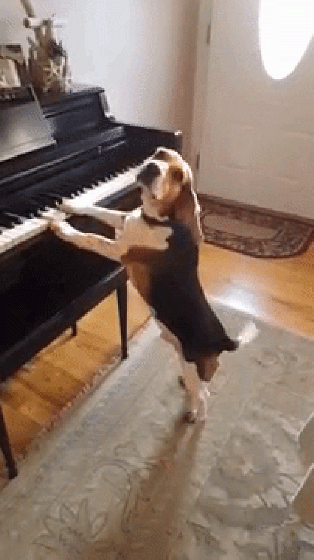 kutya zongora játék beagle