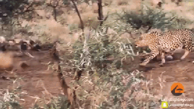 gepárd afrikai vadkutya éhség