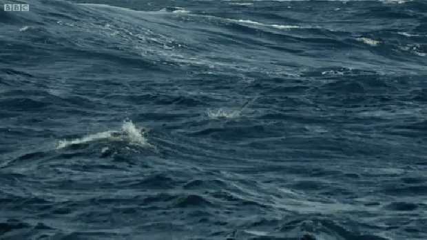 repülő hal fregattmadár dorado tengeri keszeg
