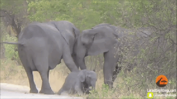 elefánt borjú halál
