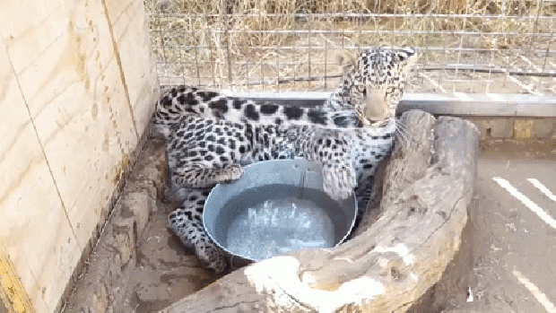 leopárd farok cassius