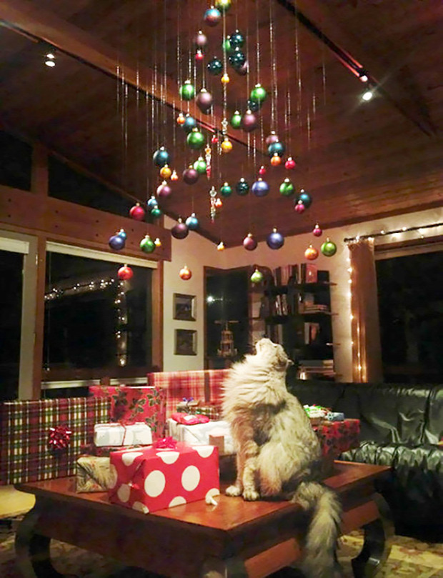 karácsony kutya macska házikedvenc