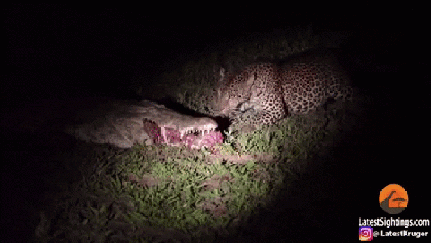 leopárd krokodil tolvaj