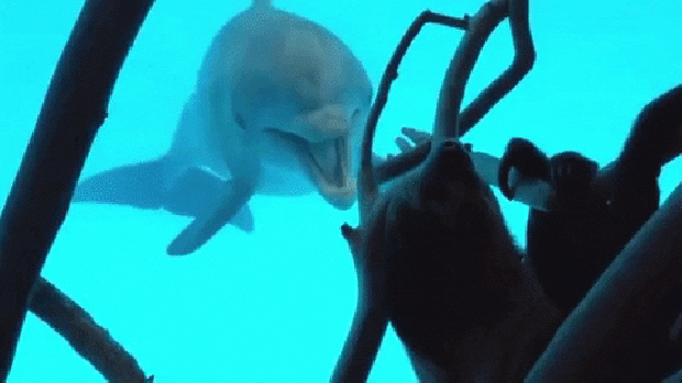 delfin lajhár TxStateAquarium chico