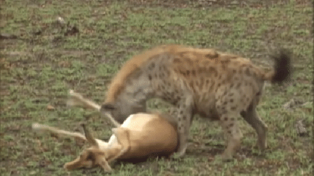 hiéna leopárd impala menekülés