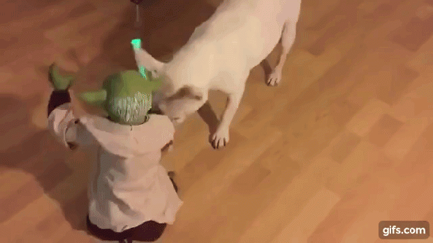 yoda kutya játék francia bulldog