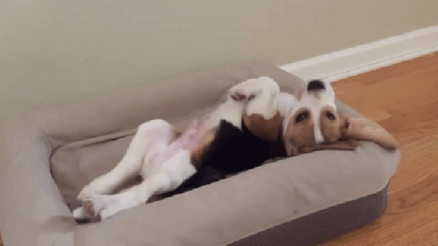 kutya ébresztő beagle