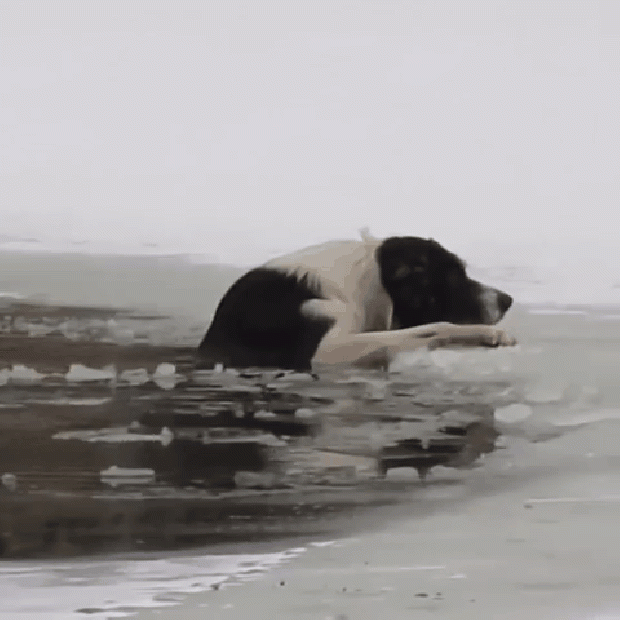 kutya jég mentés orosz