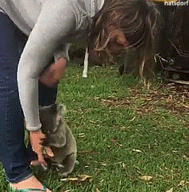 koala New South Wales