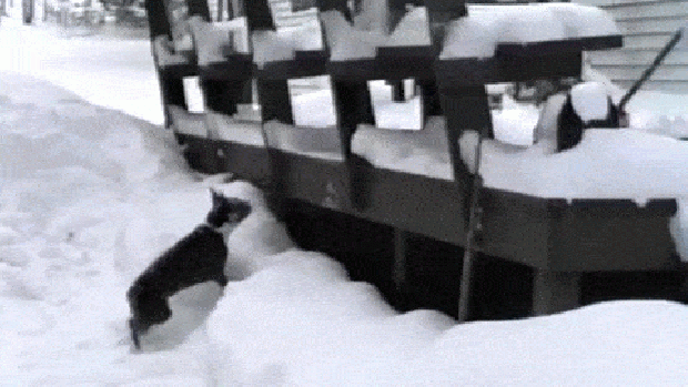 kutya játék hó jég
