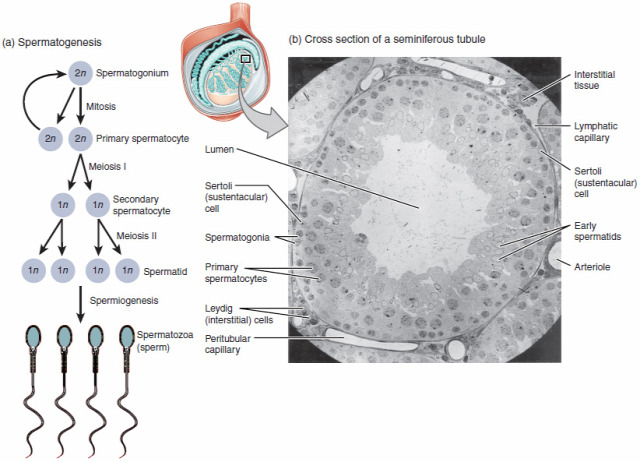 tudomány biotechnológia CRISPR cas9 génterápia spermatogenezis