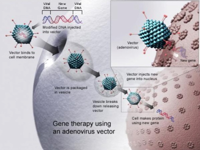 tudomány biotechnológia CRISPR cas9 génterápia spermatogenezis