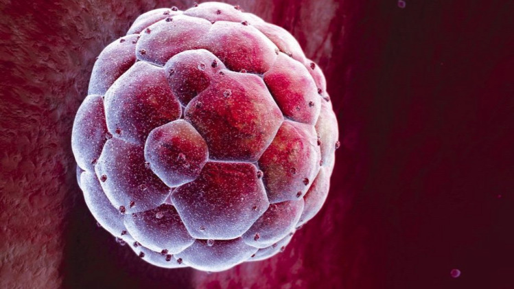 Másutt genetika embrió kísérlet tudomány