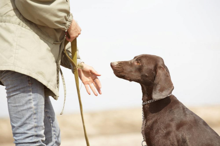 kutya kutya behívása kutyatartás állattartás teljesenmindegy