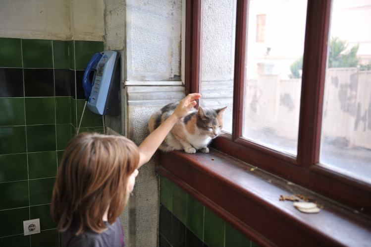 Tünde mozi macska Isztambul filmajánló