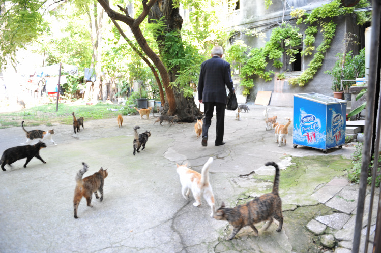 Tünde mozi macska Isztambul filmajánló