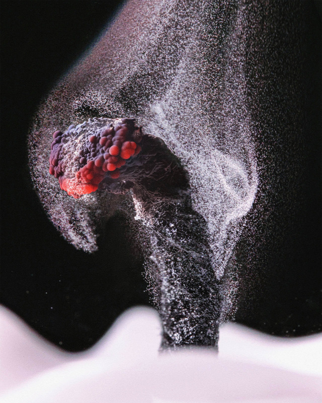 Nikon Természet Mikroszkóp fotó