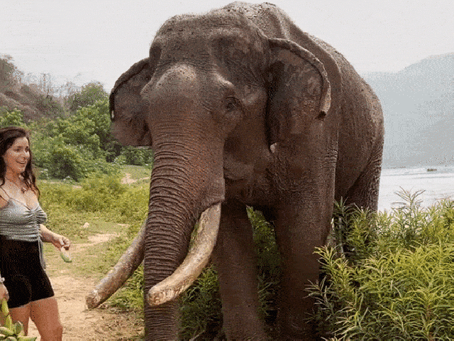 Elefánt állat vadon természet