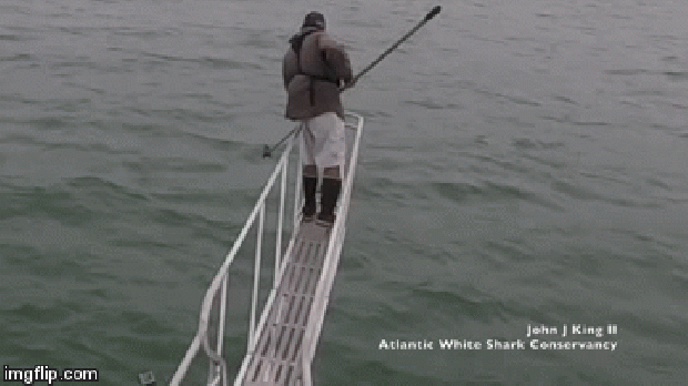 cápa fehér ugrás harapás hajó tudós kutató