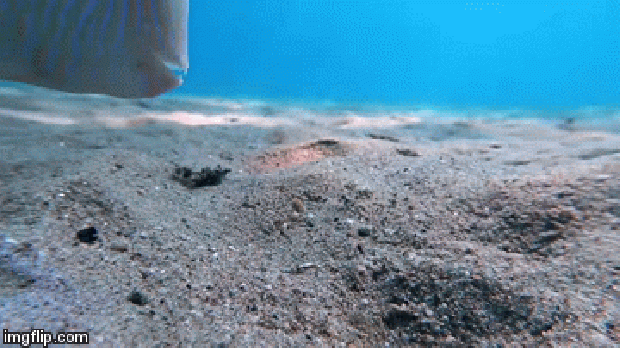 hal ásás elrejtőzik