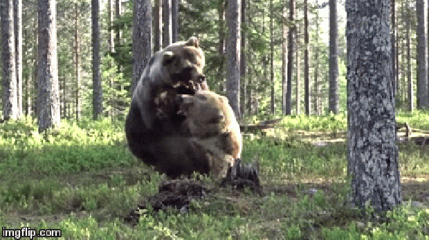 erdő medve barna verekedés küzdelem harc