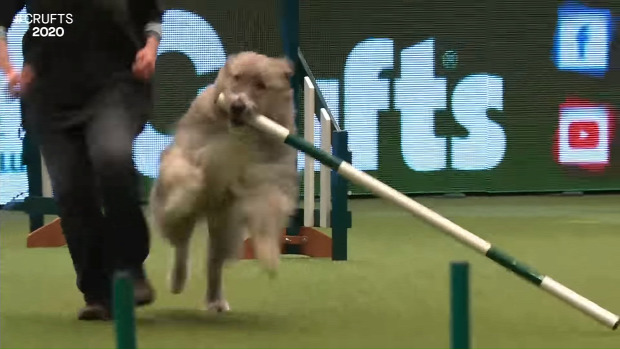 kutya  agility verseny játék