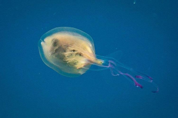 medúza hal sügér belebújt