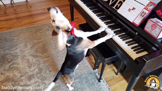 buddy kutya énekel vonyít zongorázik