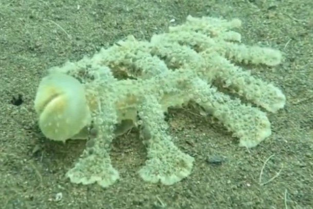 carnivorous nudibranch péniszfejű tengeri meztelencsiga ragadozó