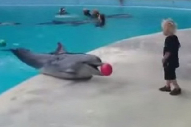 delfin fiú labda