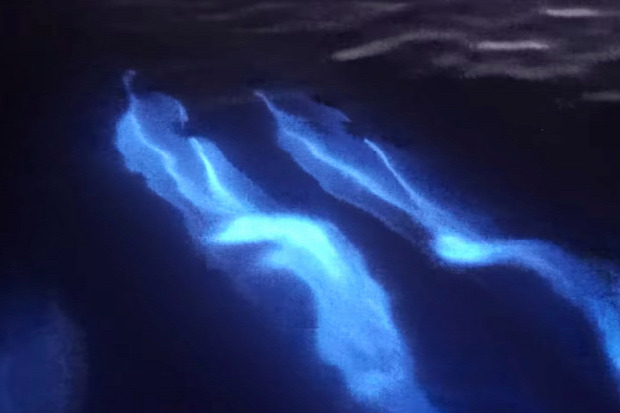 delfin plankton biolumineszcens világít