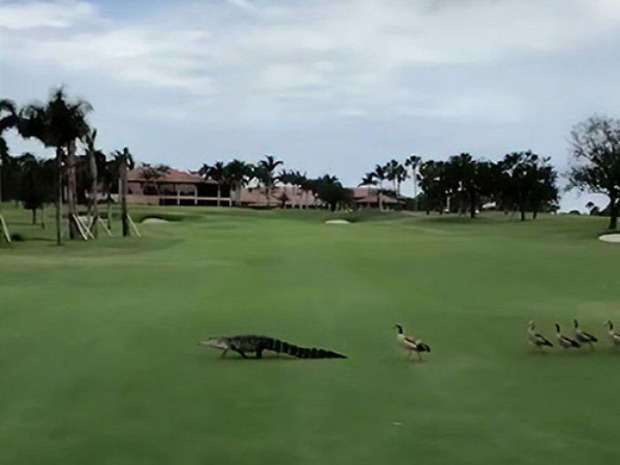 golf pálya aligátor kacsa