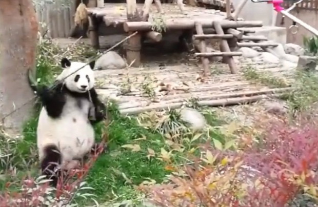 panda harc verekedés edzés kungfu