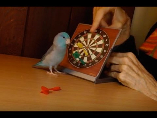 papagáj darts