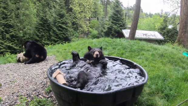 medve fekete feketemedve pancsol fürdik
