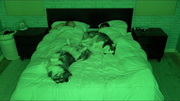 kutya Husky alvás éjszaka ágy