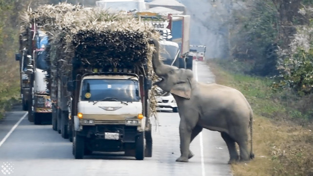 elefánt  teherautó cukornád