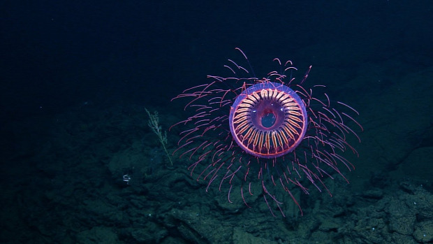 medúza tüzijáték