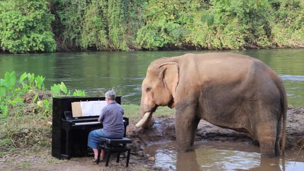elefánt zongora zene folyó