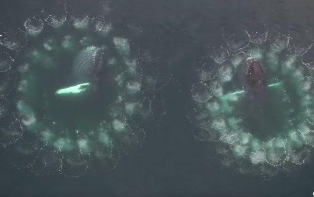 bálna  hosszúszárnyú vadászat buborék fal csapda