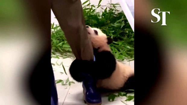 panda kölyök láb ölel ragaszkodik