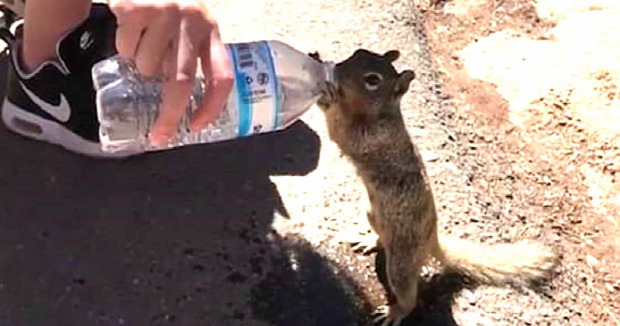 mókus víz szomjas Grand-kanyon