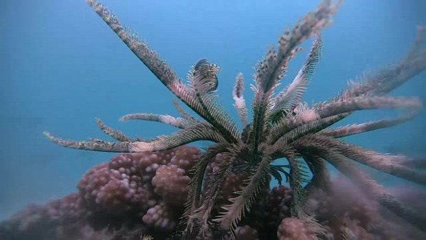 tengericsillag toll Indonézia korall