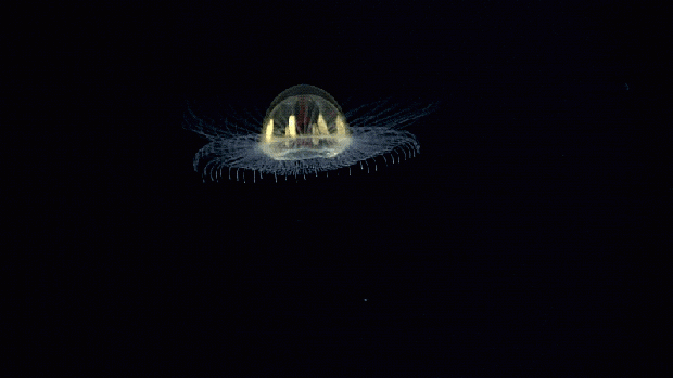 ufó mélység óceán Utu-fenékhegy medúza Amerikai Szamoa