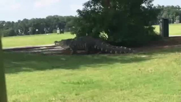 golfpálya krokodil