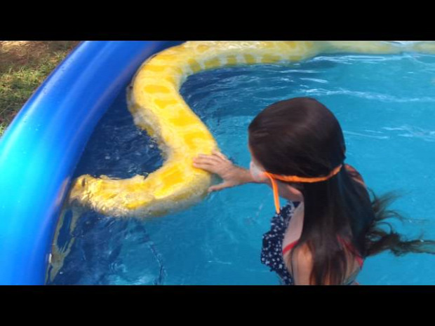úszás medence sárga piton kigyó