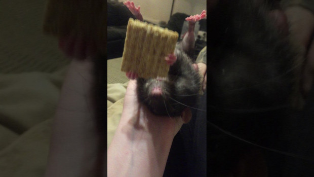 patkány házi keksz eszik