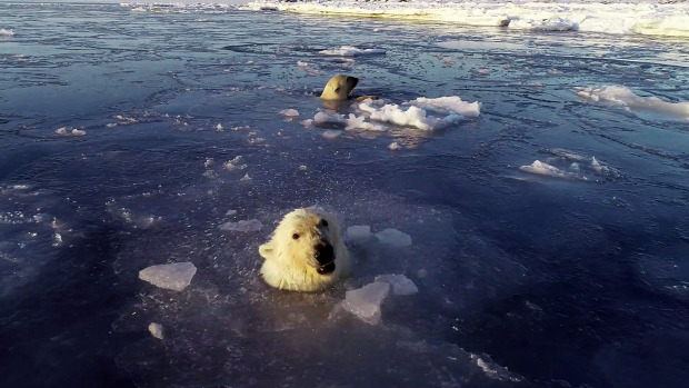 jegesmedve jég